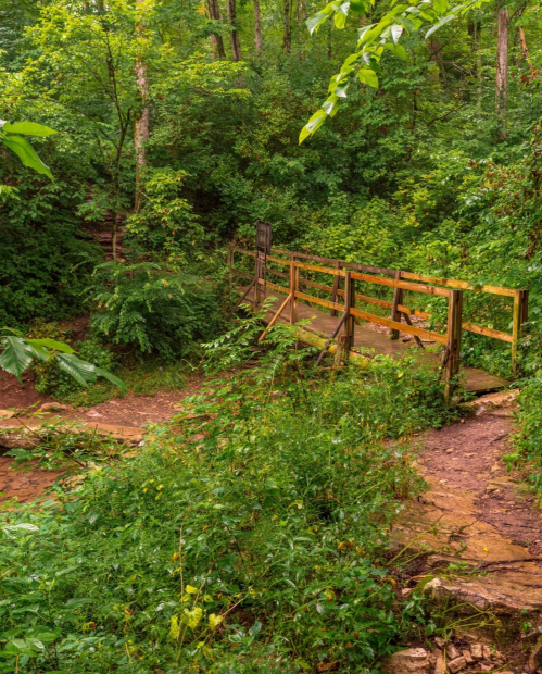 A wooden bridge surrounded by lush green foliage and trees in a serene forest setting.