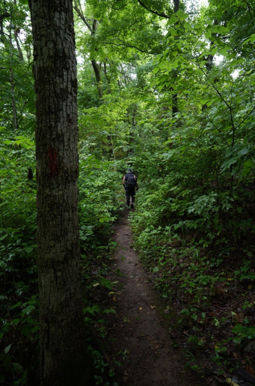A person walks along a narrow dirt path through a lush, green forest filled with trees and foliage.