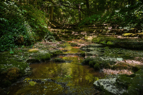 A serene forest scene featuring a shallow stream flowing over moss-covered rocks, surrounded by lush greenery.