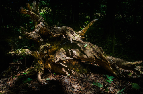 A gnarled tree stump covered in moss and surrounded by dark forest foliage and fallen leaves.