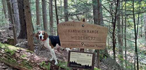 A dog stands beside a wooden sign marking the entrance to Sandwich Range Wilderness in White Mountain National Forest.