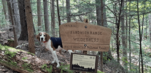 A dog stands beside a wooden sign marking the entrance to Sandwich Range Wilderness in White Mountain National Forest.