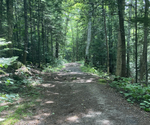 A serene forest path surrounded by tall trees and lush greenery, inviting exploration and tranquility.