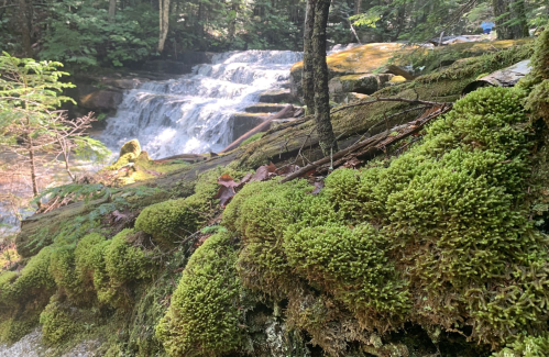 A lush, green moss-covered rock in the foreground with a cascading waterfall and forest in the background.