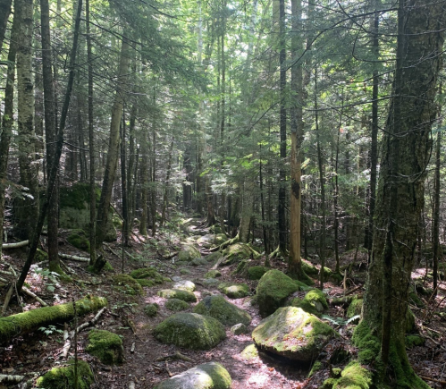 A serene forest path lined with moss-covered rocks and tall trees, dappled sunlight filtering through the leaves.