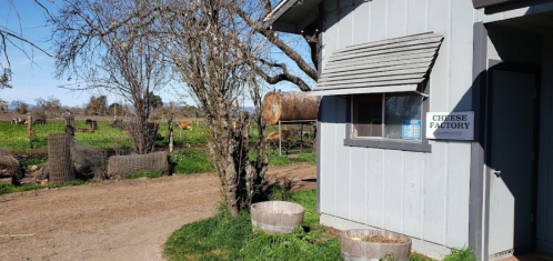 A rustic cheese factory building beside a dirt path, with cows grazing in a green field in the background.
