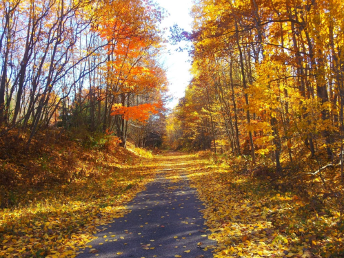 A serene path lined with trees showcasing vibrant autumn leaves in shades of orange and yellow.