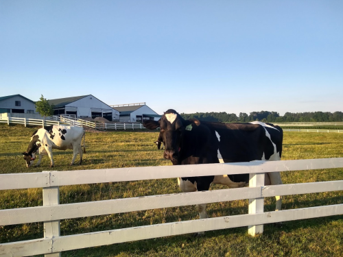 Two black and white cows grazing in a grassy field, with a white fence and farm buildings in the background.