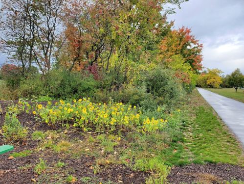 A vibrant scene of sunflowers among greenery and colorful autumn trees beside a paved path.