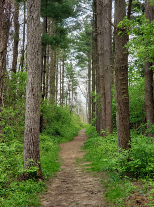 A dirt path winds through a lush green forest with tall trees on either side.