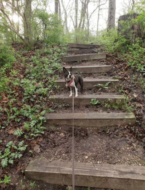 A small dog stands on wooden steps in a wooded area, surrounded by greenery and fallen leaves.