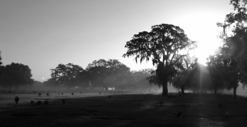 A misty landscape at dawn, featuring silhouetted trees and soft sunlight breaking through the fog.