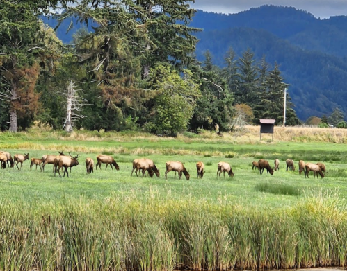 A herd of elk grazing in a lush green field, surrounded by trees and mountains in the background.