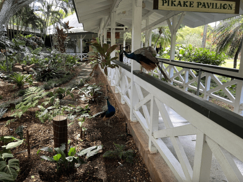 Peacocks walking along a white wooden walkway in a lush garden with tropical plants and trees.