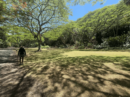 A person walks through a lush green park with large trees casting shadows on the grass under a clear blue sky.