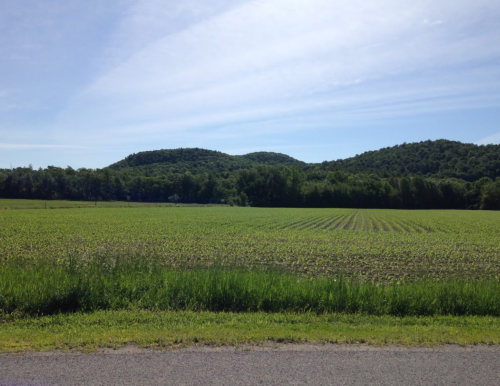 A lush green field stretches towards rolling hills under a clear blue sky.