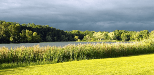 A serene lakeside view with lush greenery and tall grasses under a cloudy sky.