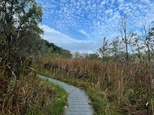 A winding path through tall grasses under a cloudy blue sky, surrounded by trees and nature.