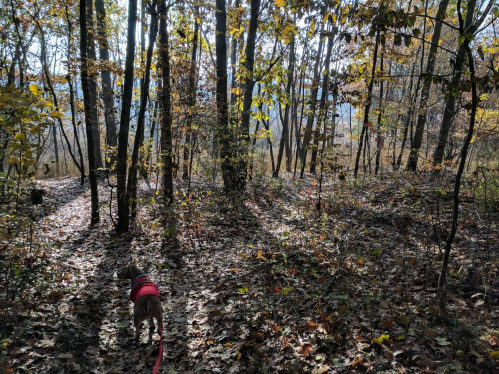 A dog in a red harness walks along a leaf-covered path in a sunlit forest with autumn foliage.