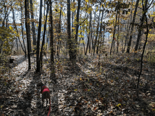 A dog in a red harness walks along a leaf-covered path in a sunlit forest with autumn foliage.