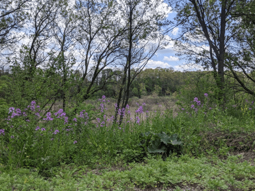 A lush landscape featuring green trees and vibrant purple wildflowers under a partly cloudy sky.