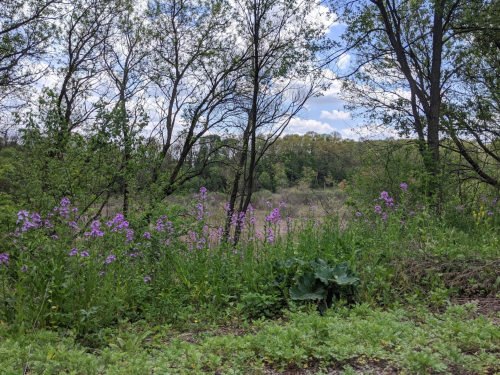 A lush landscape featuring green trees and vibrant purple wildflowers under a partly cloudy sky.