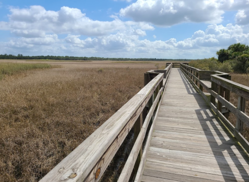 A wooden boardwalk stretches through a grassy marsh under a blue sky with fluffy clouds.