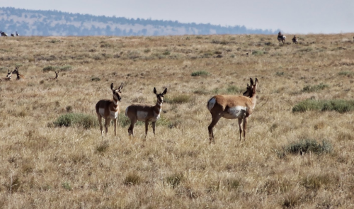 Three pronghorn antelope stand in a grassy, open landscape with distant hills in the background.
