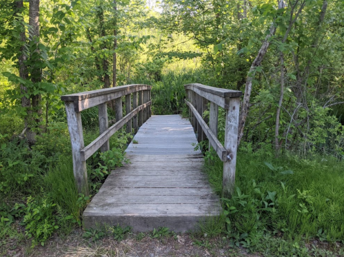 A wooden bridge surrounded by lush greenery, leading into a peaceful forested area.