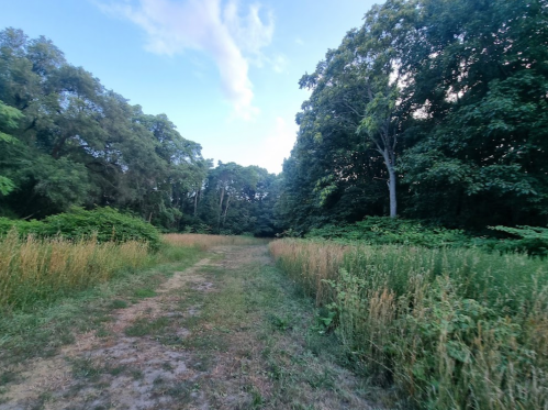 A serene path through a grassy area, bordered by tall trees and lush greenery under a clear blue sky.