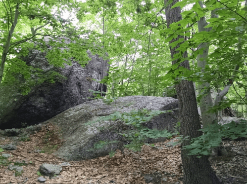 A large rock surrounded by lush green trees and foliage in a forested area.