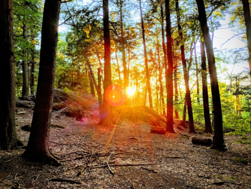 Sunlight filters through trees in a forest, creating a warm, glowing atmosphere with a serene, natural setting.