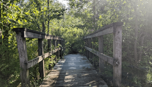 A wooden bridge leads through lush greenery, surrounded by trees and plants, creating a serene natural pathway.