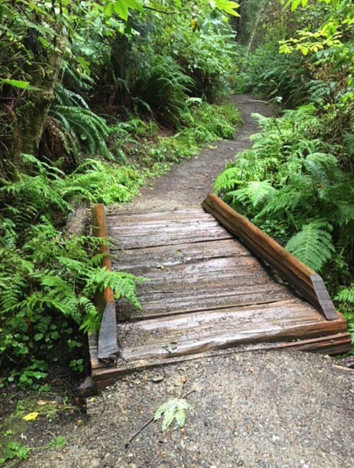 A wooden bridge over a small path surrounded by lush green ferns and trees in a forest setting.