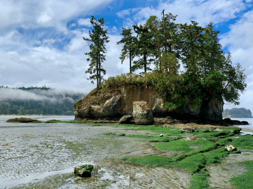 A rocky island with trees surrounded by tidal flats and green vegetation under a cloudy blue sky.