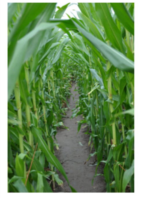 A narrow path through tall green corn plants in a field.