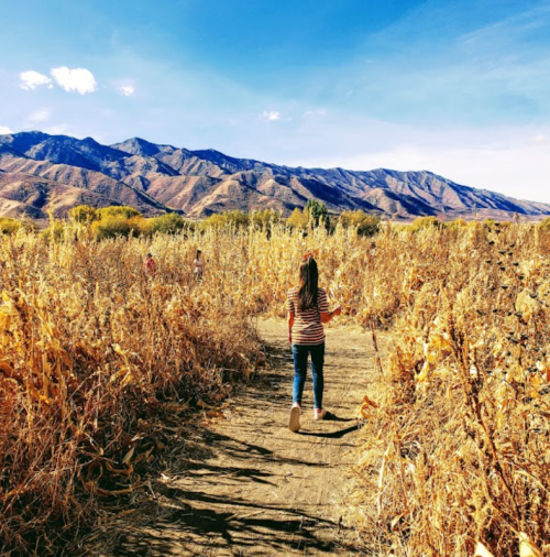 A person walks along a path through tall, dry grass with mountains in the background under a clear blue sky.