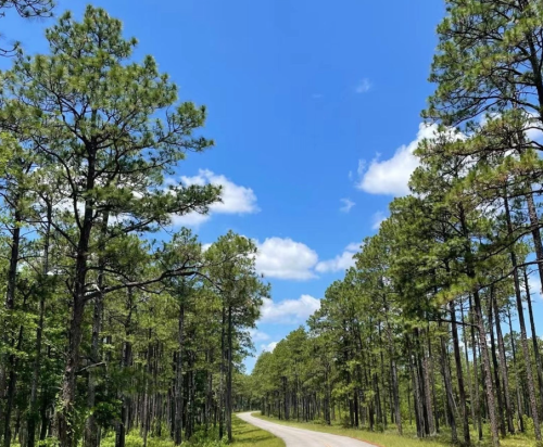 A winding dirt road surrounded by tall green trees under a bright blue sky with fluffy white clouds.