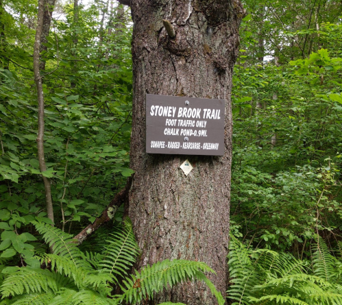 Sign on a tree indicating the Stoney Brook Trail, marked for foot traffic only, surrounded by lush greenery.