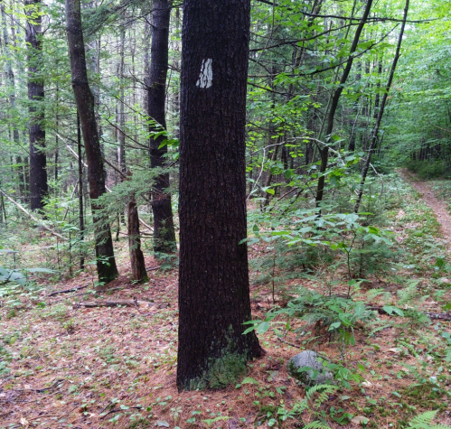 A tall tree in a lush green forest, with a white marking on its trunk and a dirt path visible in the background.