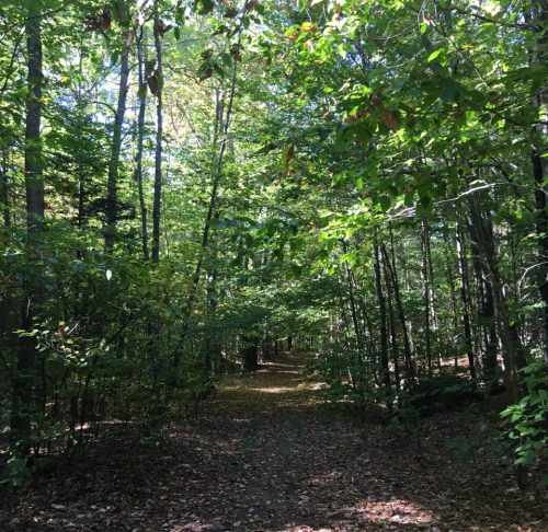 A serene forest path surrounded by tall trees and lush green foliage, with sunlight filtering through the leaves.