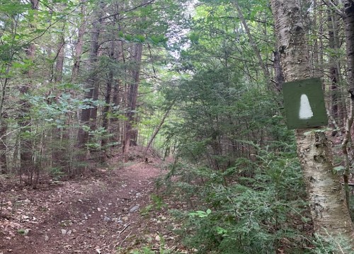A narrow forest trail surrounded by trees, with a green trail marker on a nearby tree.