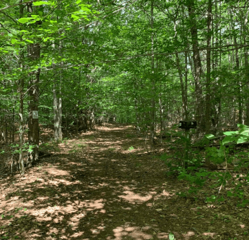 A serene forest path surrounded by lush green trees and dappled sunlight on the ground.