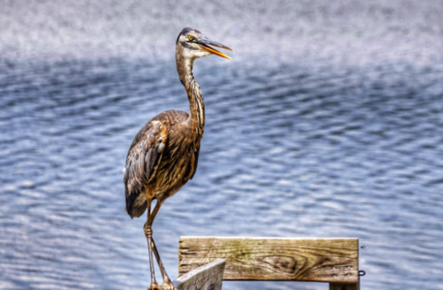 A heron stands on a wooden post by a calm body of water, with a blurred background of rippling waves.