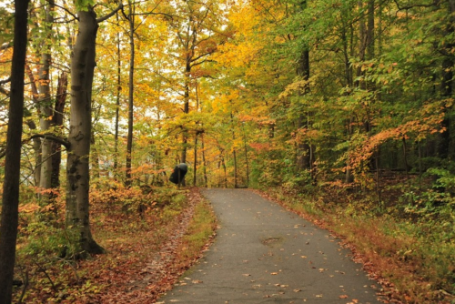 A winding path through a vibrant autumn forest with colorful leaves on trees and scattered on the ground.