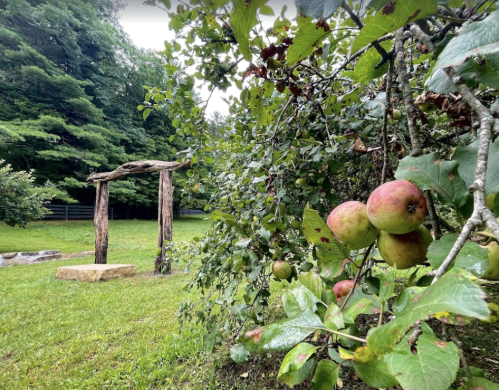 A rustic wooden archway stands in a grassy area, surrounded by apple trees bearing ripe fruit.