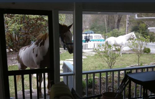 Two horses are seen outside a porch, one brown and white near the door, the other white in a grassy yard.