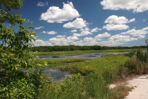 A serene wetland scene with lush greenery, a calm waterway, and a bright blue sky filled with fluffy clouds.