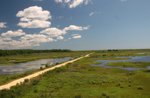 A scenic view of a dirt path winding through lush green wetlands under a blue sky with fluffy clouds.