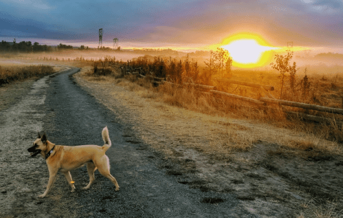 A dog walks along a gravel path at sunset, with golden light illuminating the misty landscape.